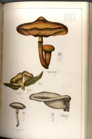 <strong>Histoire Naturelle des Champignons commestibles et vénéneux.</strong> Préface par Ad. Chatin d l?institut. Ouvrage accompagné de 75 planches coloriées d'après nature. Deuxième édition.