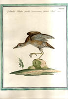 <strong>Gallinella palustre piccola</strong>